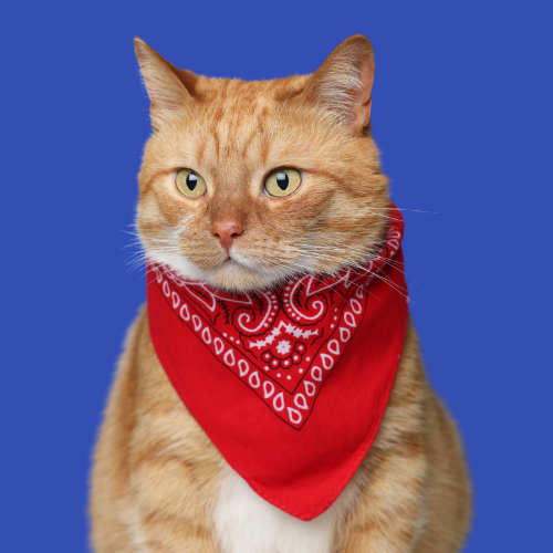 Cat Bandana